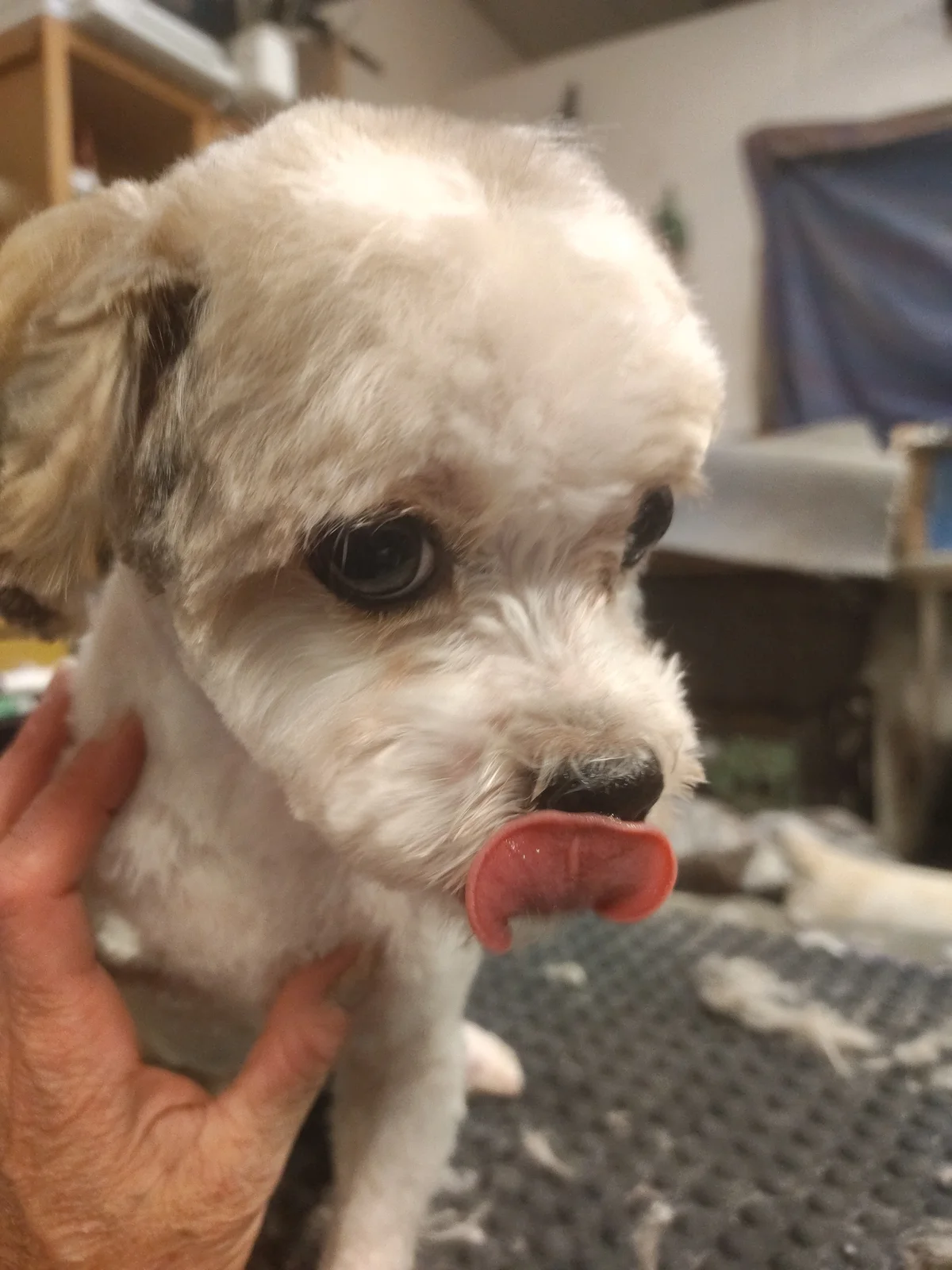 A small dog posing at the Paw Pros salon