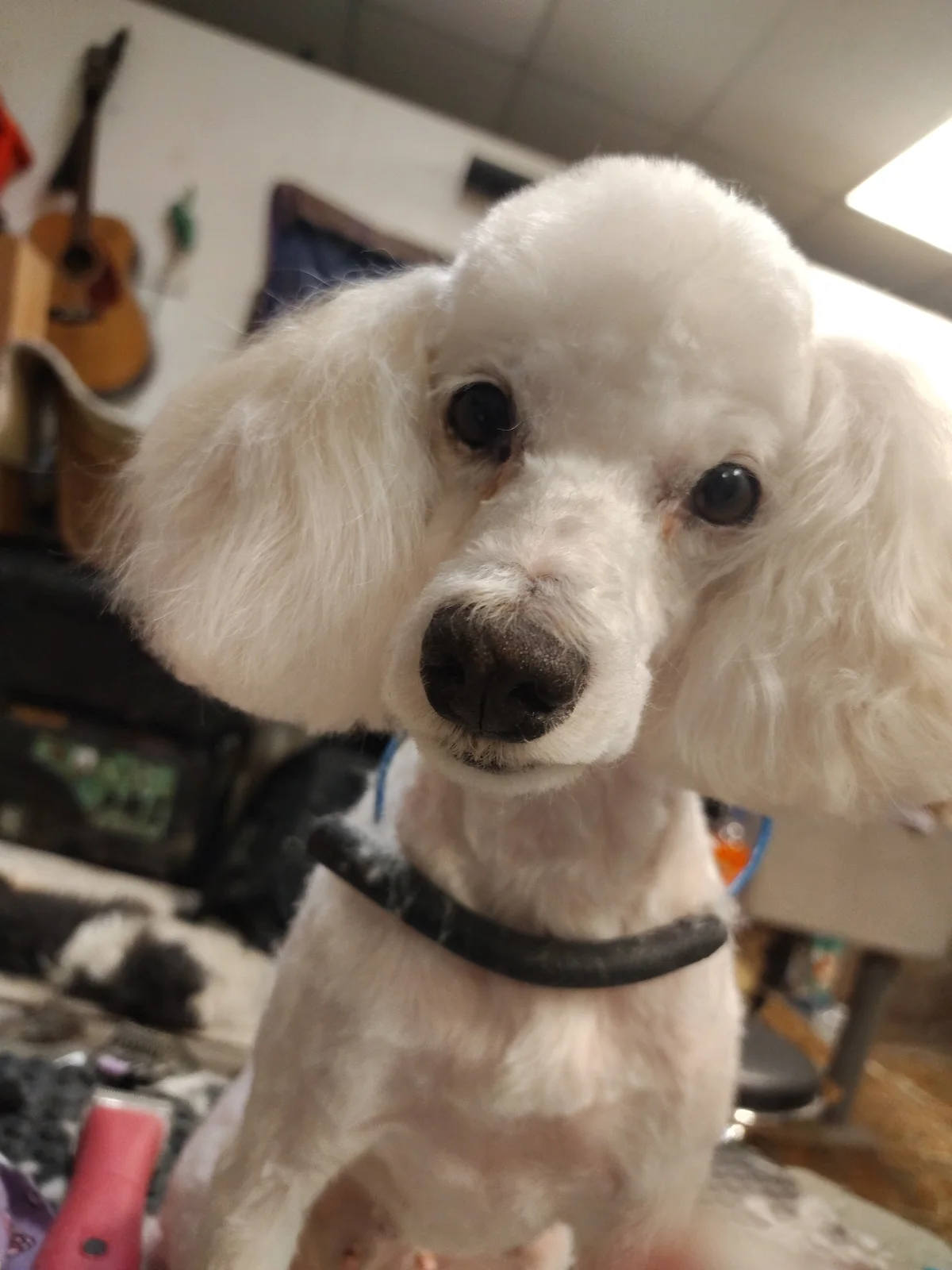 A groomed white poodle looking toward the camera at Paw Pros