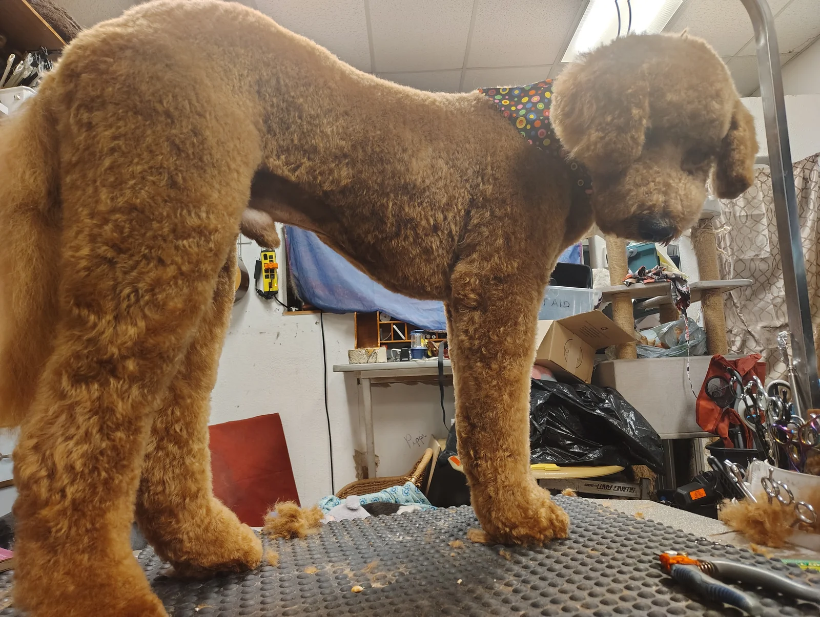 A brown curly-coated dog with a rounded haircut at Paw Pros